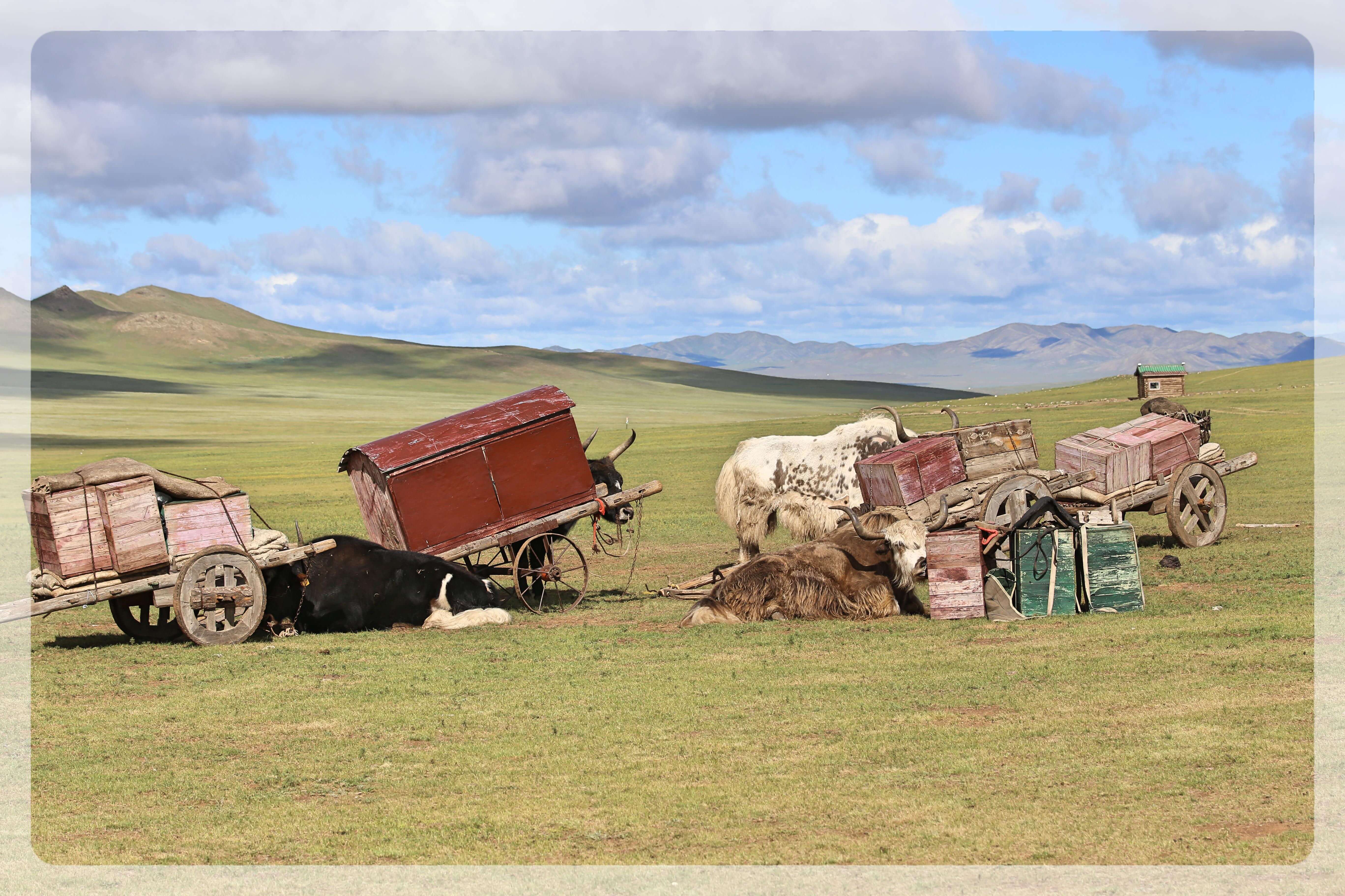 wycieczka do Mongolii