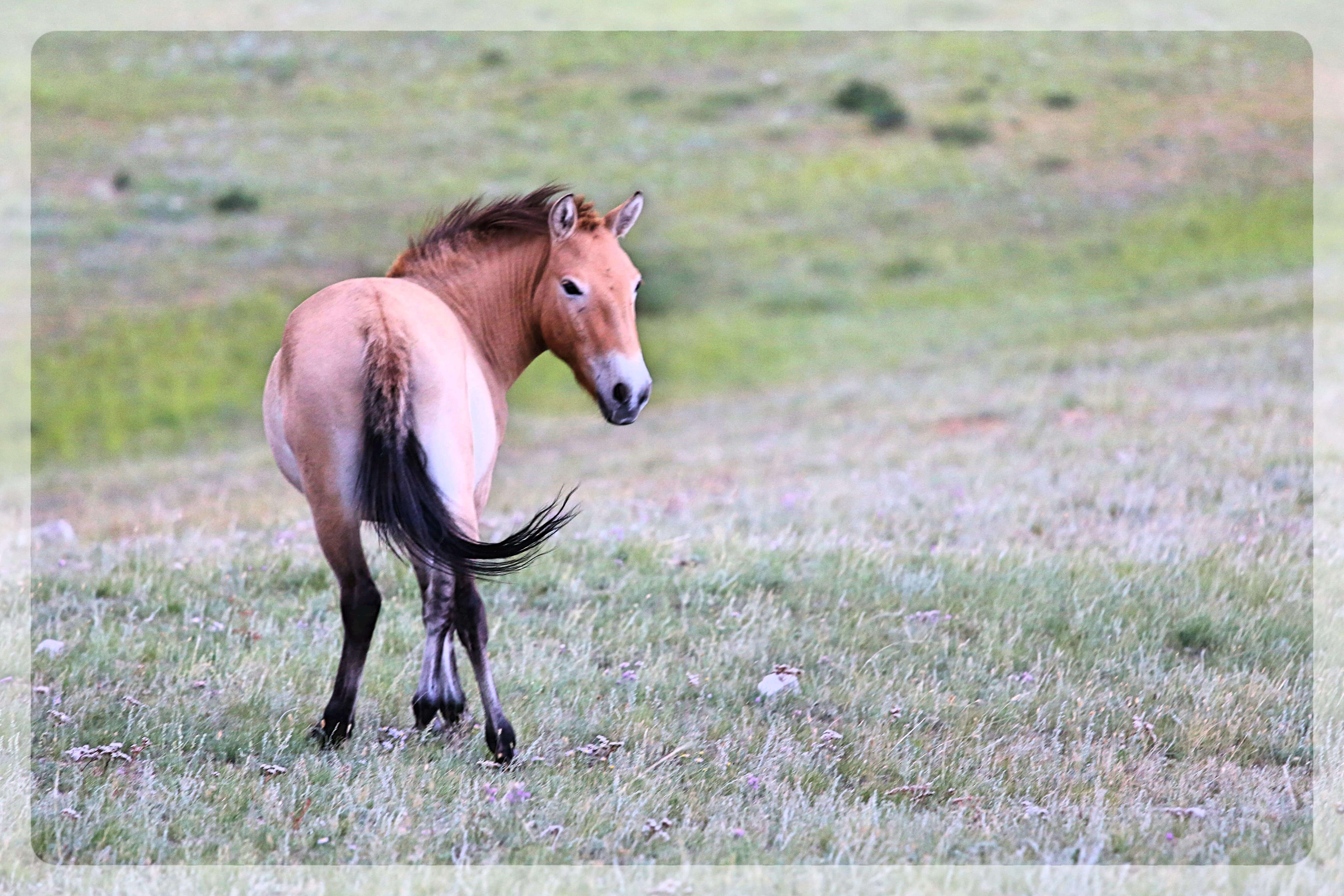 Koń Przewalskiego wycieczka do Mongolii