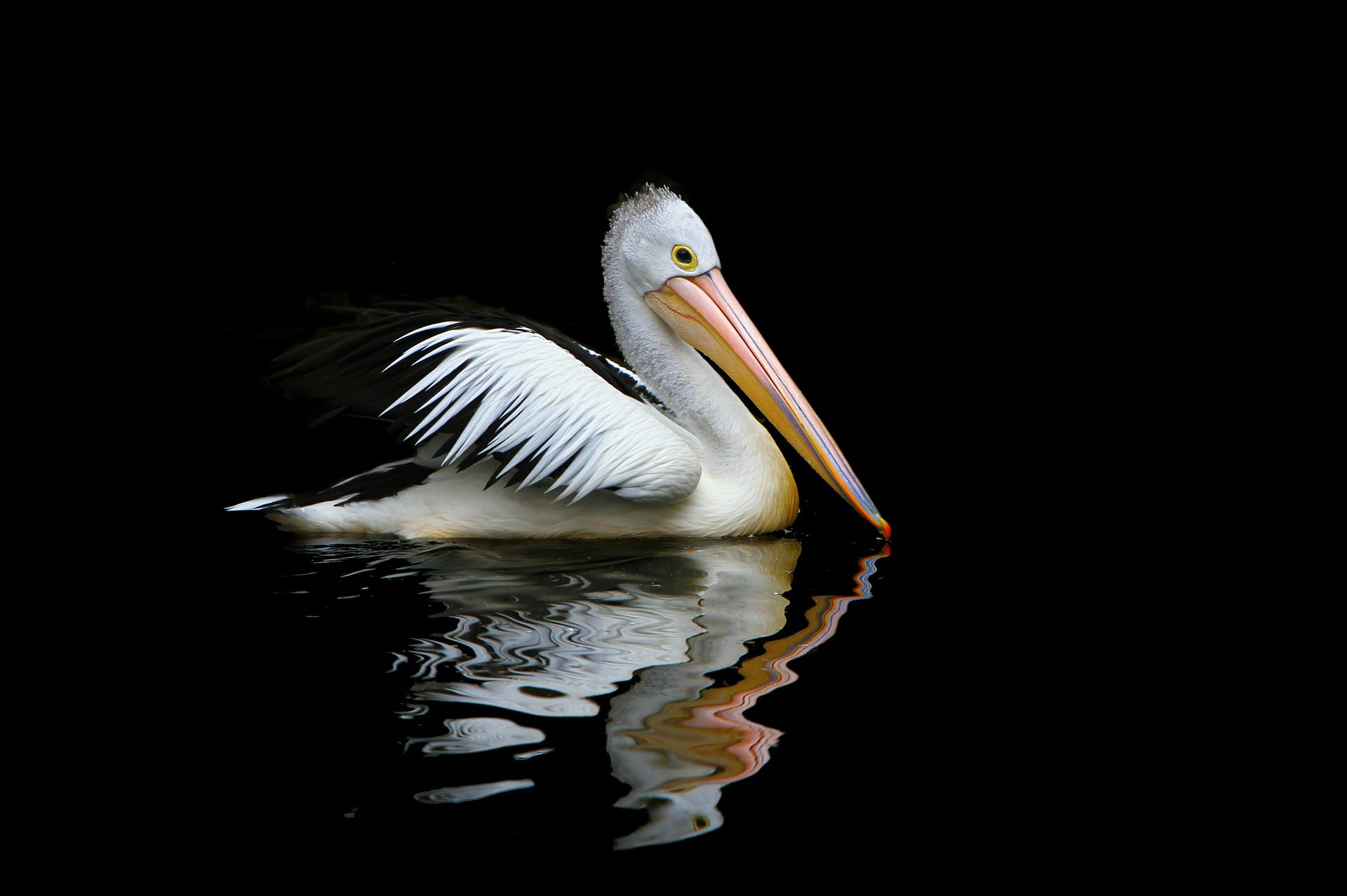 pelikan delta dunaju